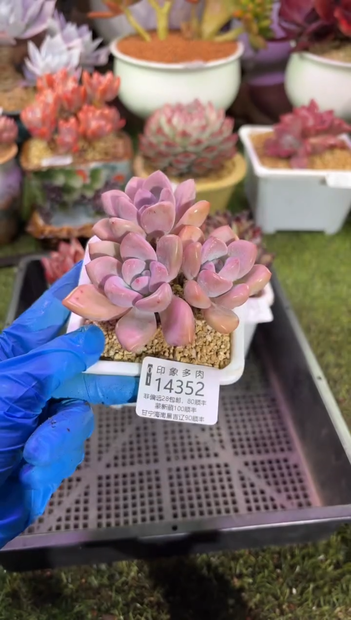 【闪购商品】14352