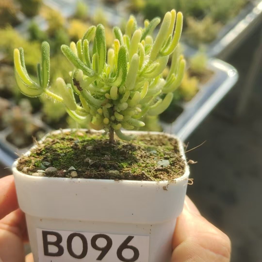 多肉枝干荧光兔锦