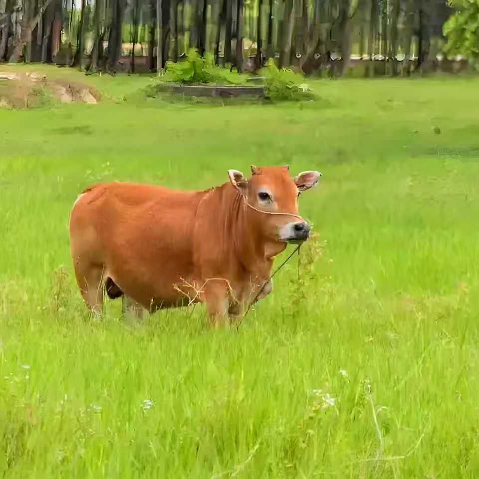 原切牛排直播间一物一拍  看到是什么到手上就是什么
