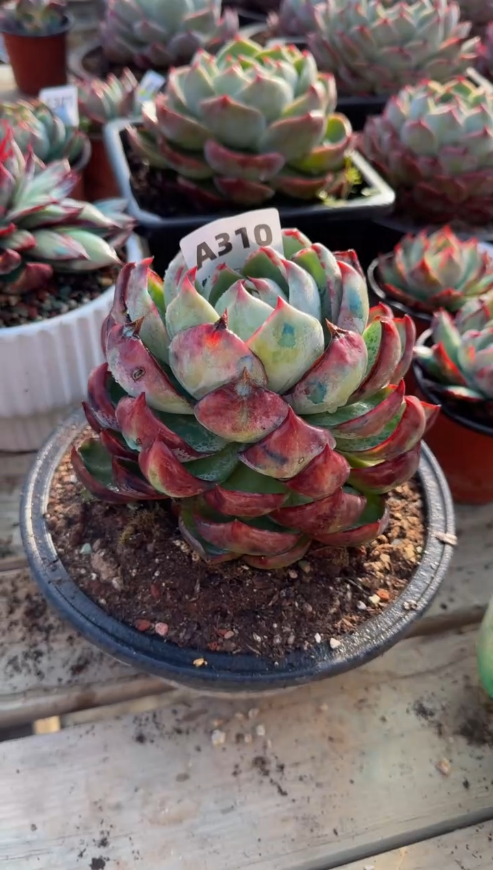 【闪购商品】A310惊鸿仙子（裸根发货）（瑕疵）