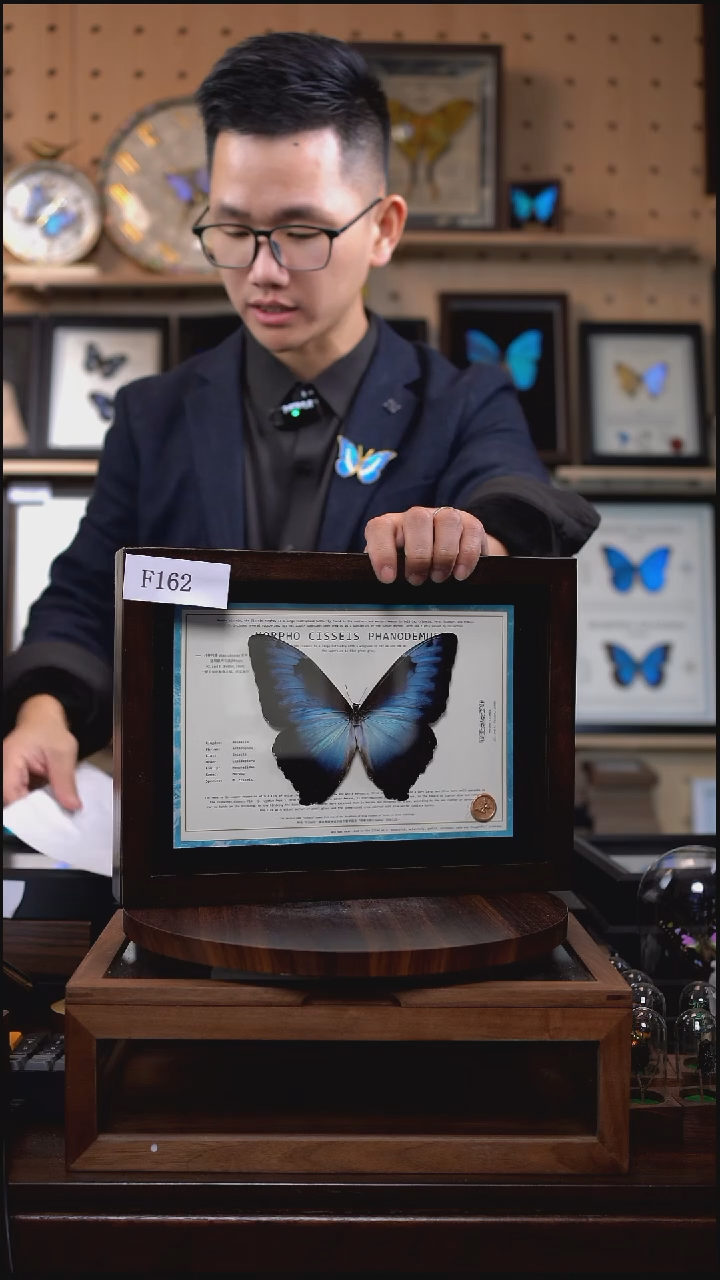 蝴蝶标本摆件竞拍月神闪蝶p亚f162