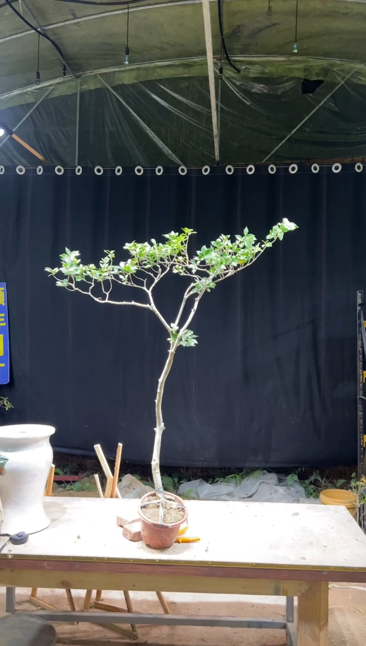 当前无花朵，栽培后可花朵陈*杰海岛栀子花