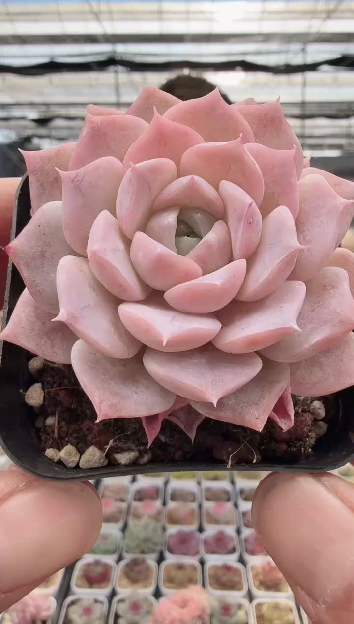 东云多肉园新款-09