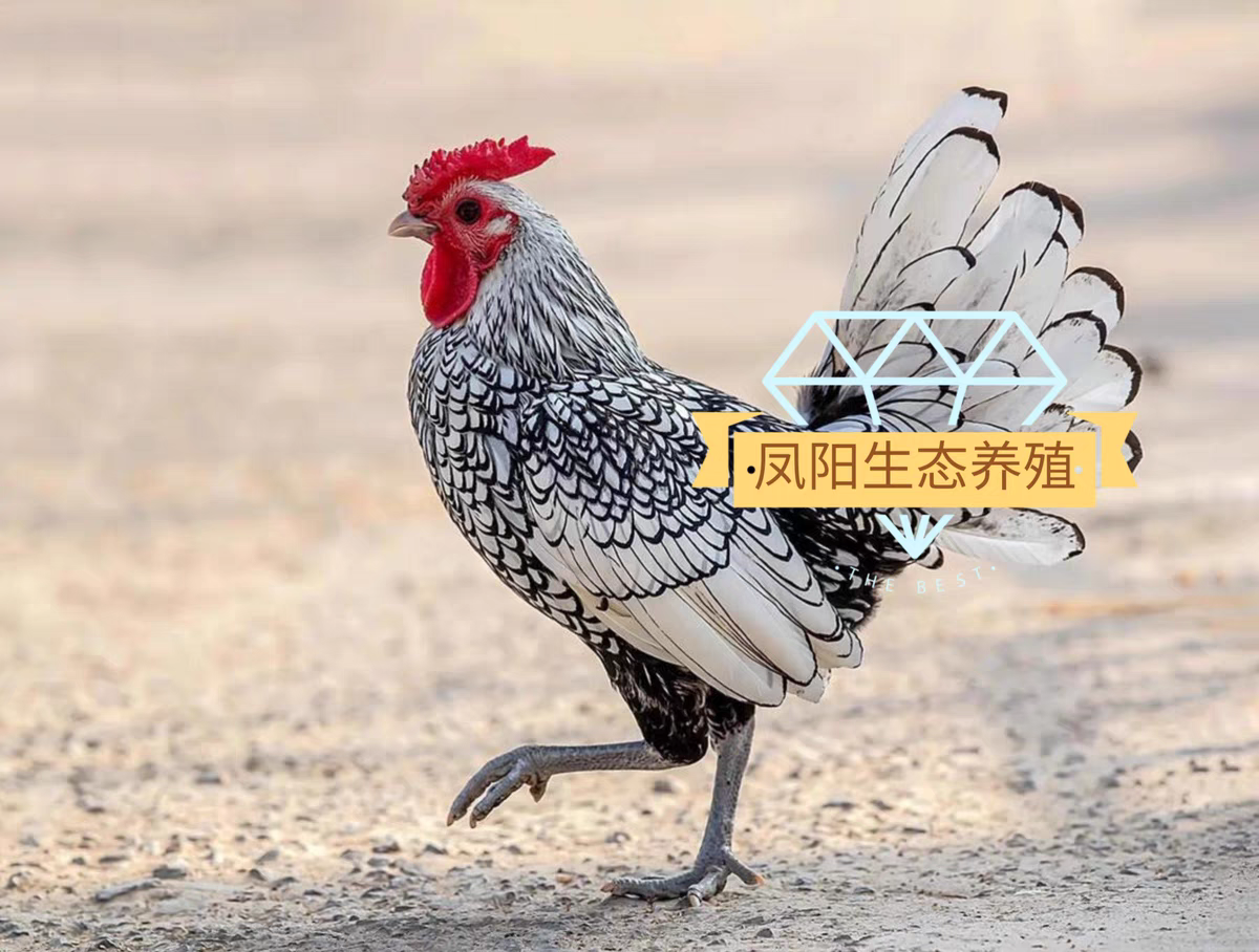 农家散养波兰鸡泰国矮脚鸡长尾鸡鱼鳞怀特鸡希尔鸡肉新鲜味美顺丰