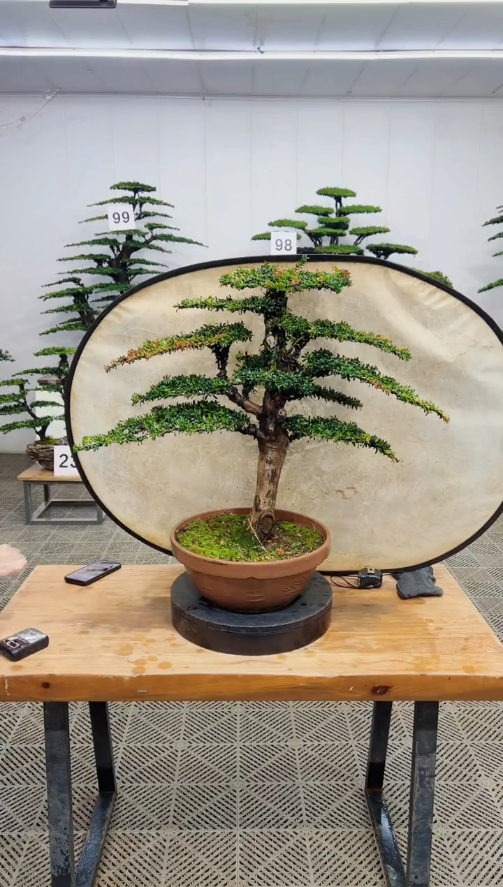 无花朵造型盆景一物一拍