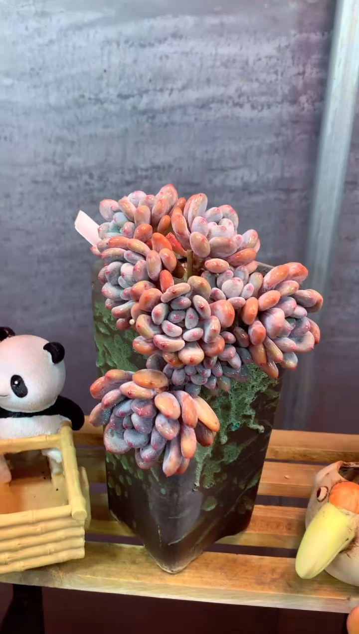 239K（一物一拍，精品多肉，所见即所得 ）