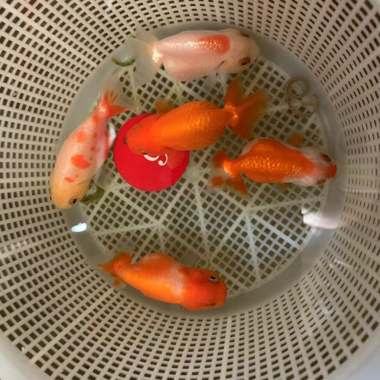 活体观赏鱼兰寿水泡蝶尾珍珠皇冠凤高凤一对一直拍【开箱包活】