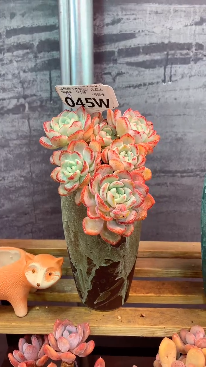 045W（一物一拍，精品多肉，w所见即所得 ）