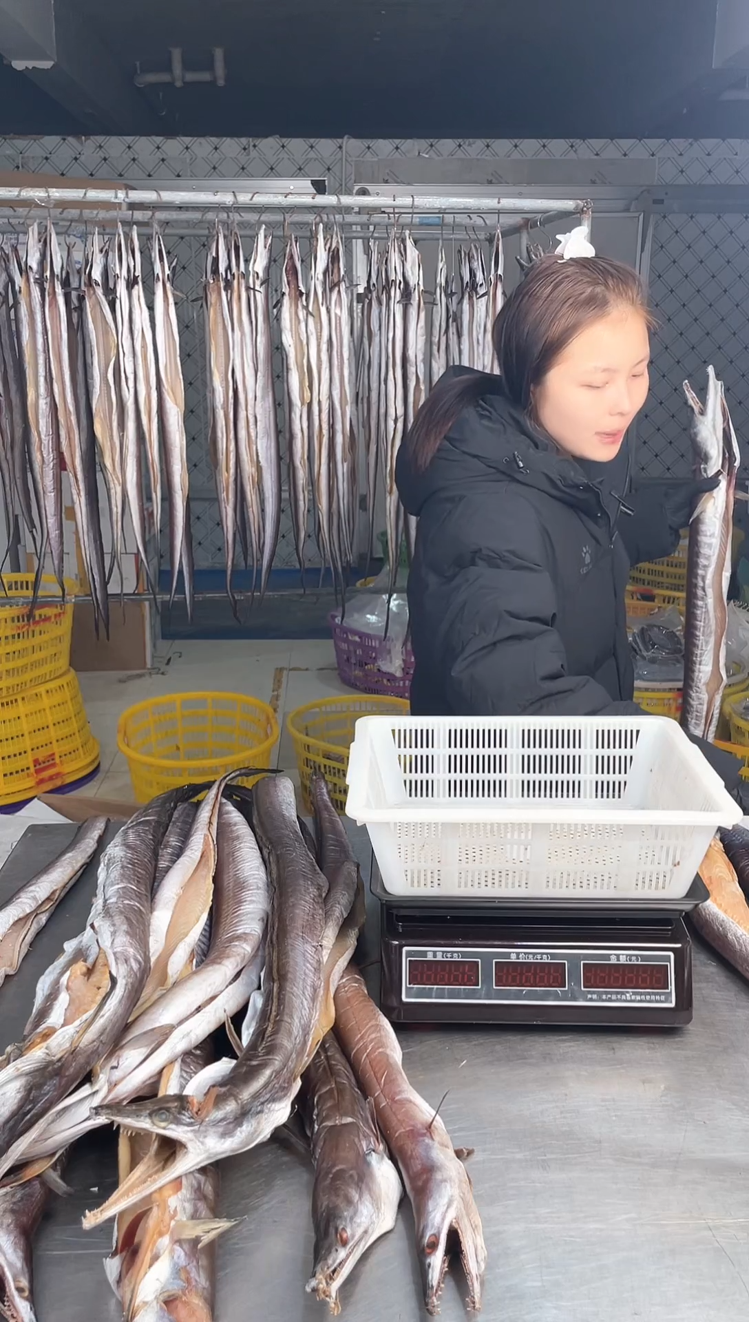 中国大陆4.5斤风鳗1条