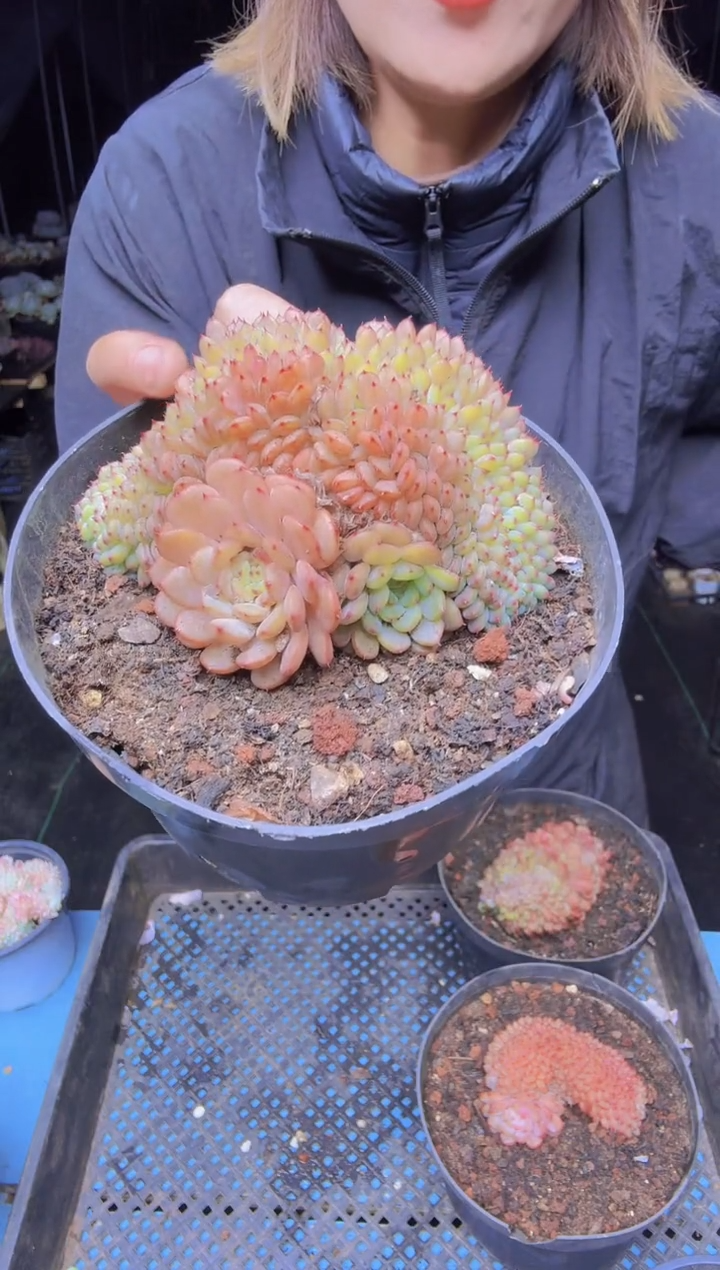ℳ*香306白胖子缀一物一拍所见即所得