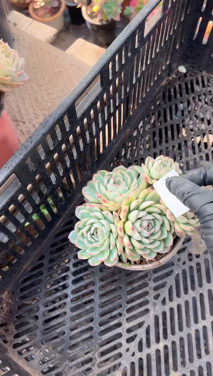 g****9多肉植物一物一拍10307