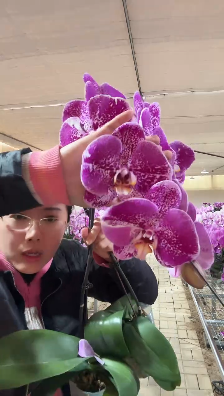 完全开放藏宝图变异