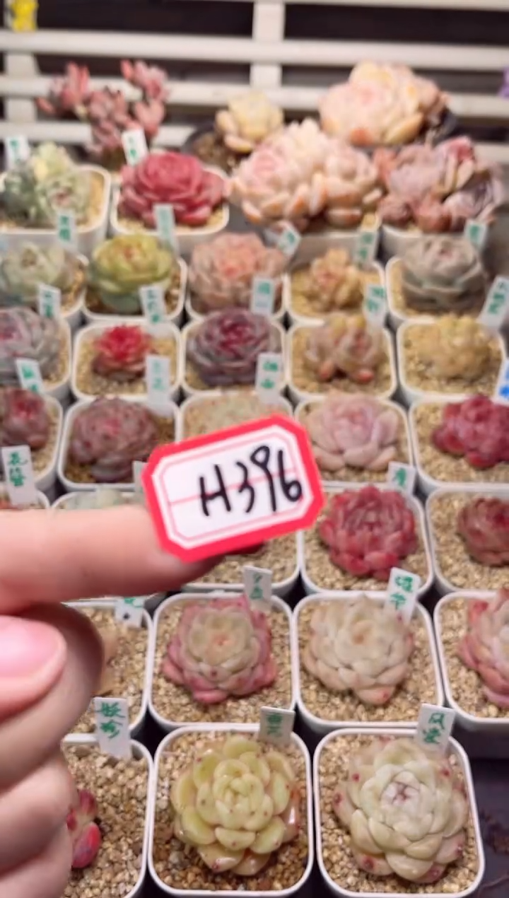 【闪购商品】H396补差价一物一拍