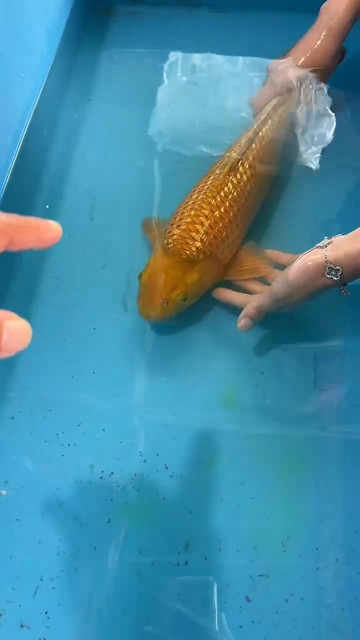锦鲤太饱锦鲤36cm-48cm不包邮到付