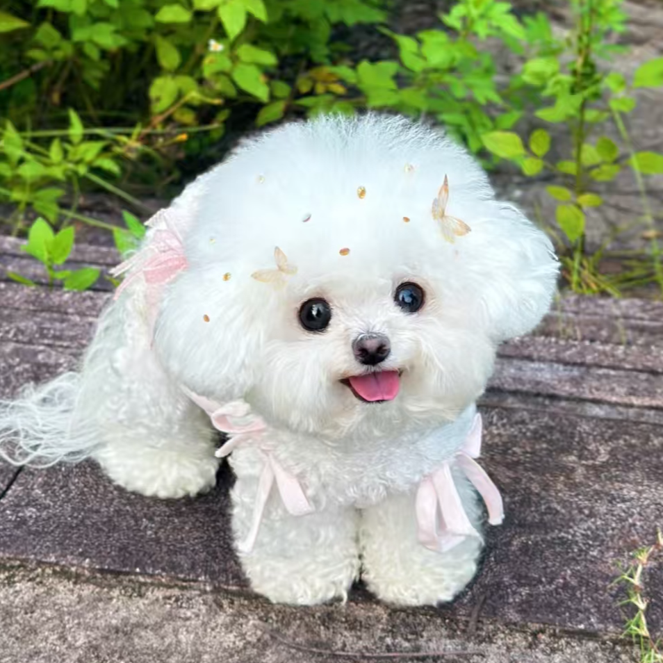 犬白宠物-狗狗活体链接