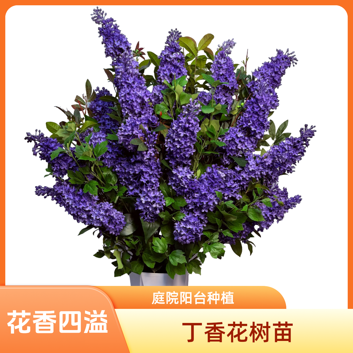 紫丁香花树苗盆栽多季开花浓香型庭院室外耐寒花卉植物南北方种植