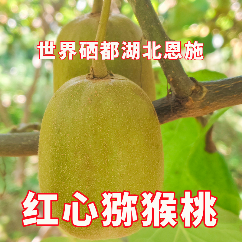 红心猕猴桃奇异果世界硒都湖北恩施来自海拔1000米的高山上