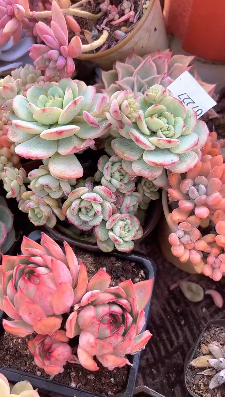 浙****窗多肉植物一物一拍07227