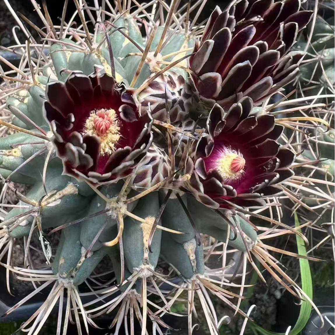 黑罗刹仙人球稀有紫黑色花黑罗莎好养绿植盆栽