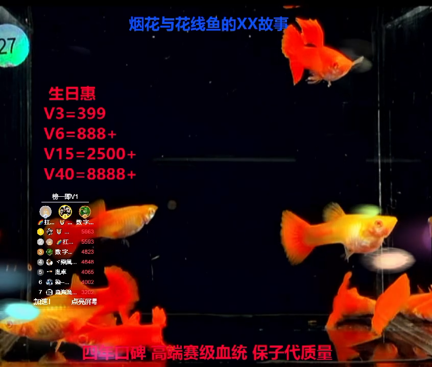 孔雀鱼数***哥超红幼鱼福利4对