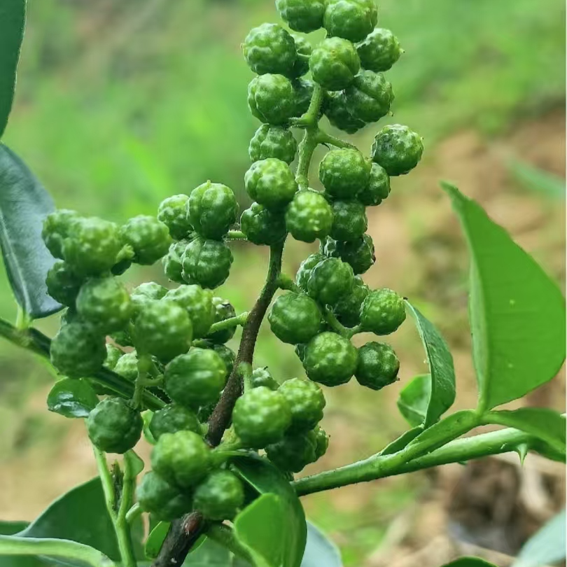 青花椒云南农家好物