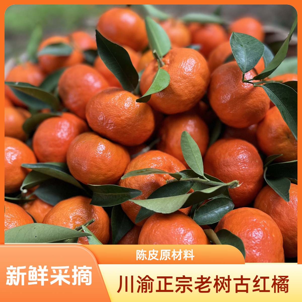 川渝正宗老树古红橘  陈皮原材料 酸甜可口现摘现发包邮到家