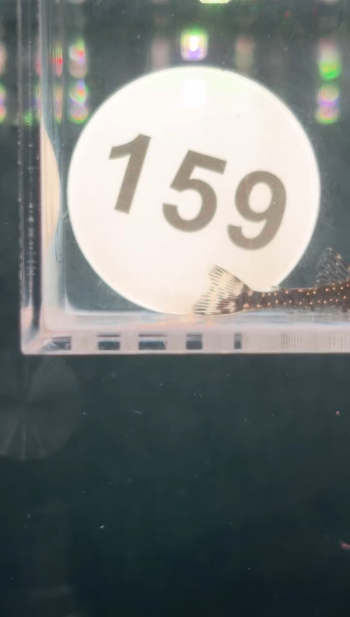 灯科鱼那**几【159】满天星小精灵