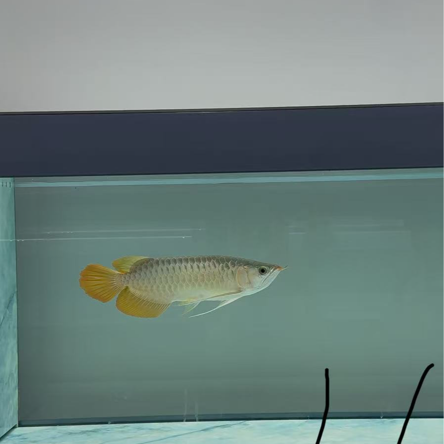 灰缸印尼饲养活鱼斯巴沃纯血赛级红龙鱼