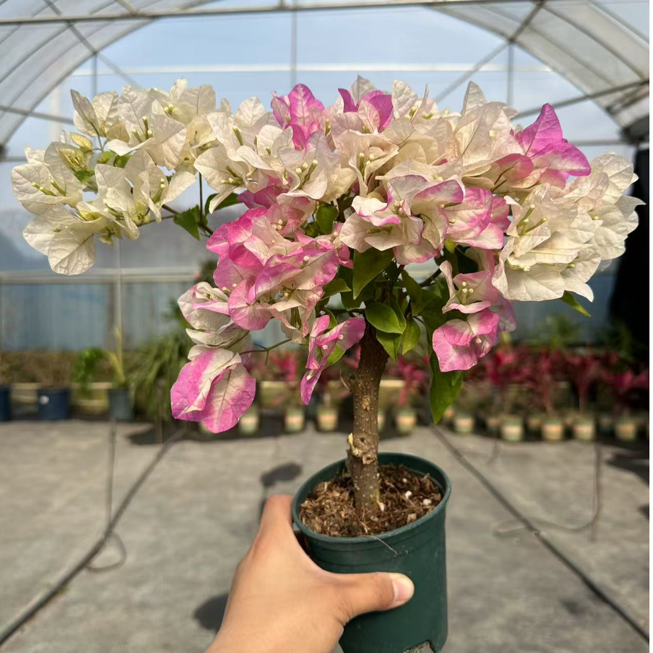 【口红】三角梅苗盆栽带花发货基地培植种植花卉绿植阳台庭院好养活