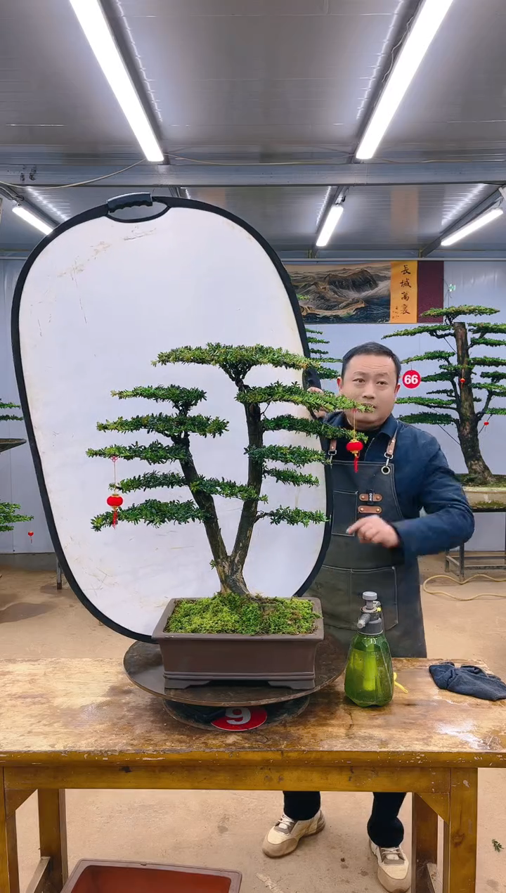 【闪购商品】精品盆景  一物一拍
