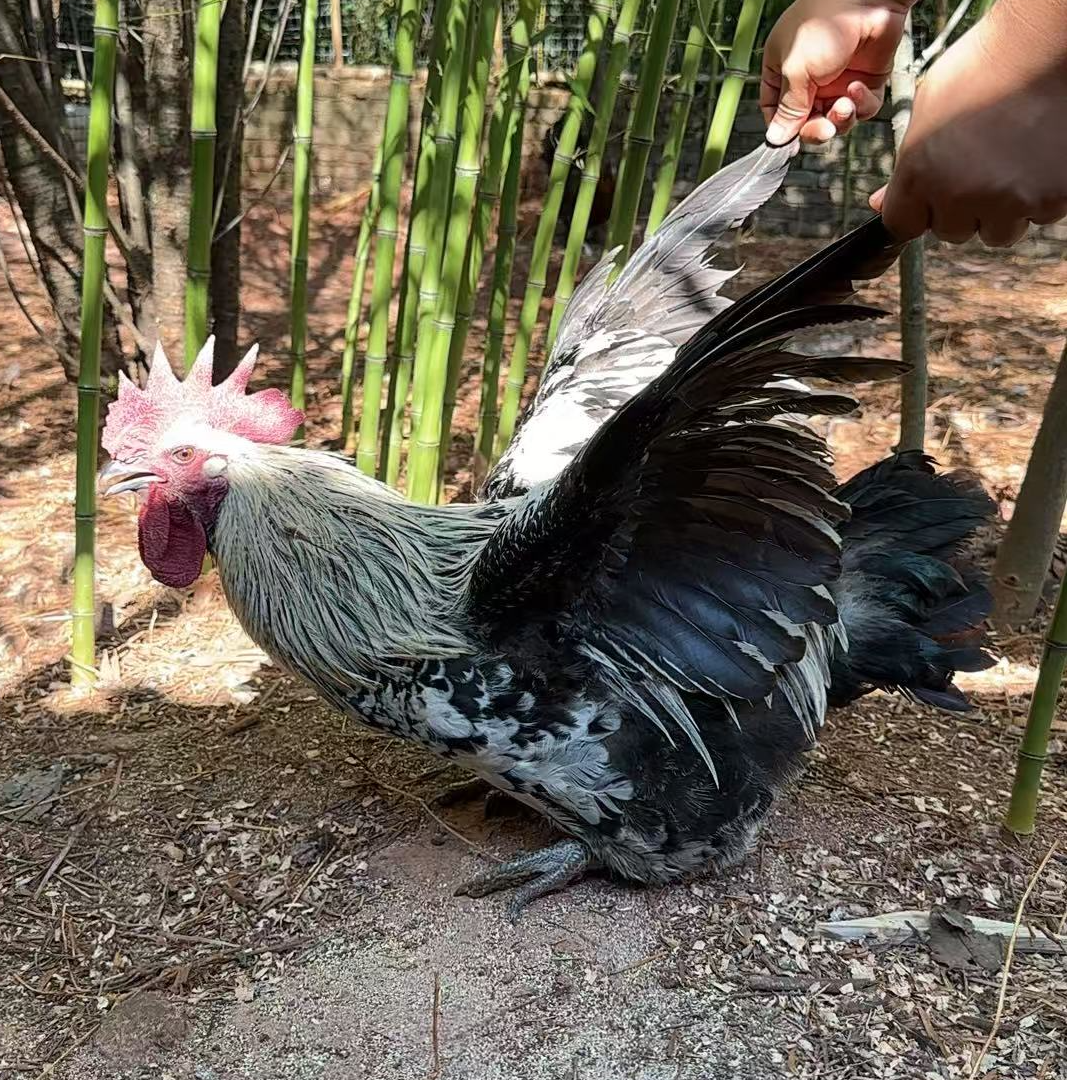 小胖专属跑山鸡现挑现选新鲜宰杀包邮到家【一物一拍链接】