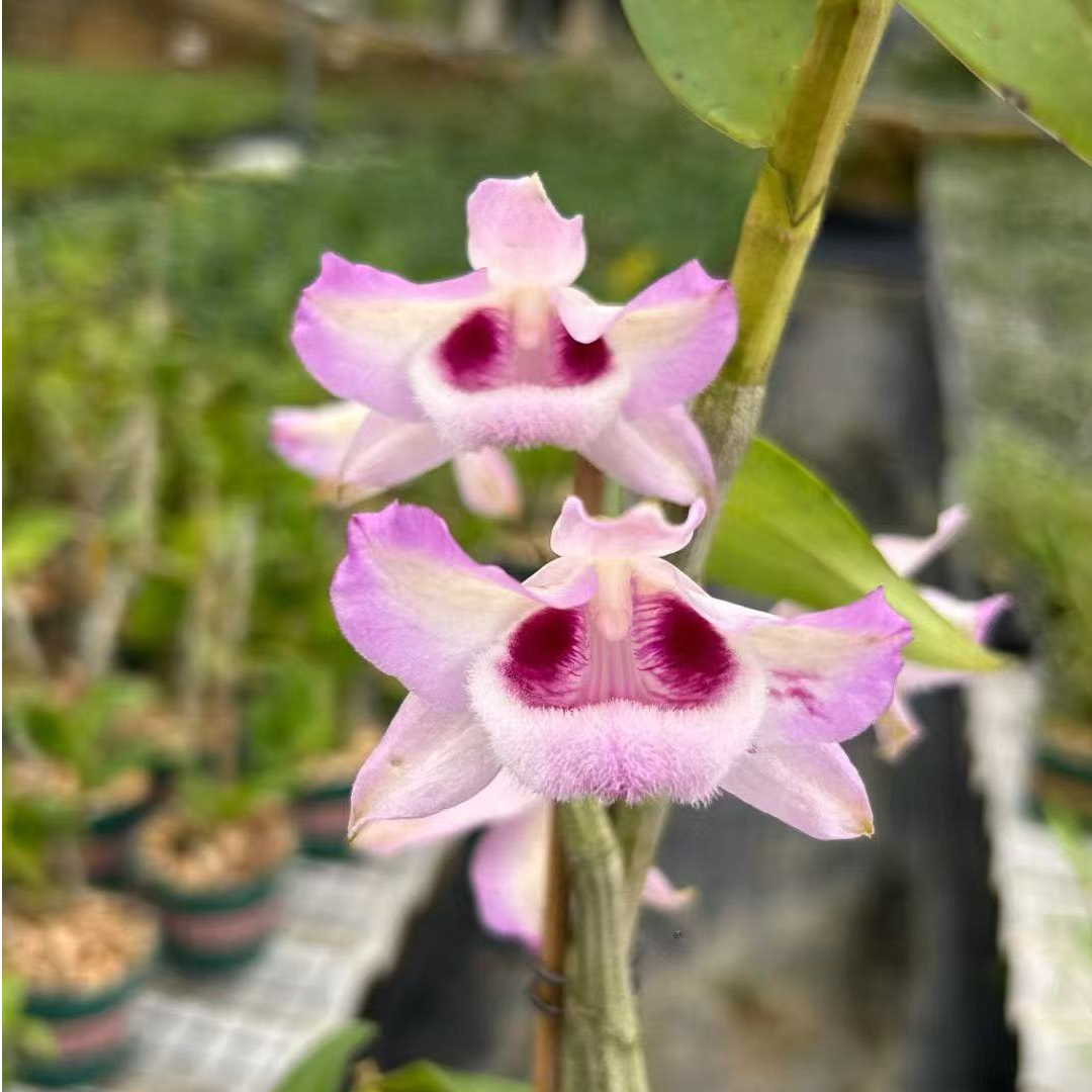 粉猫眼粉蜻蜓石斛花 稀缺 种植成活带陶盆发（一物一拍）