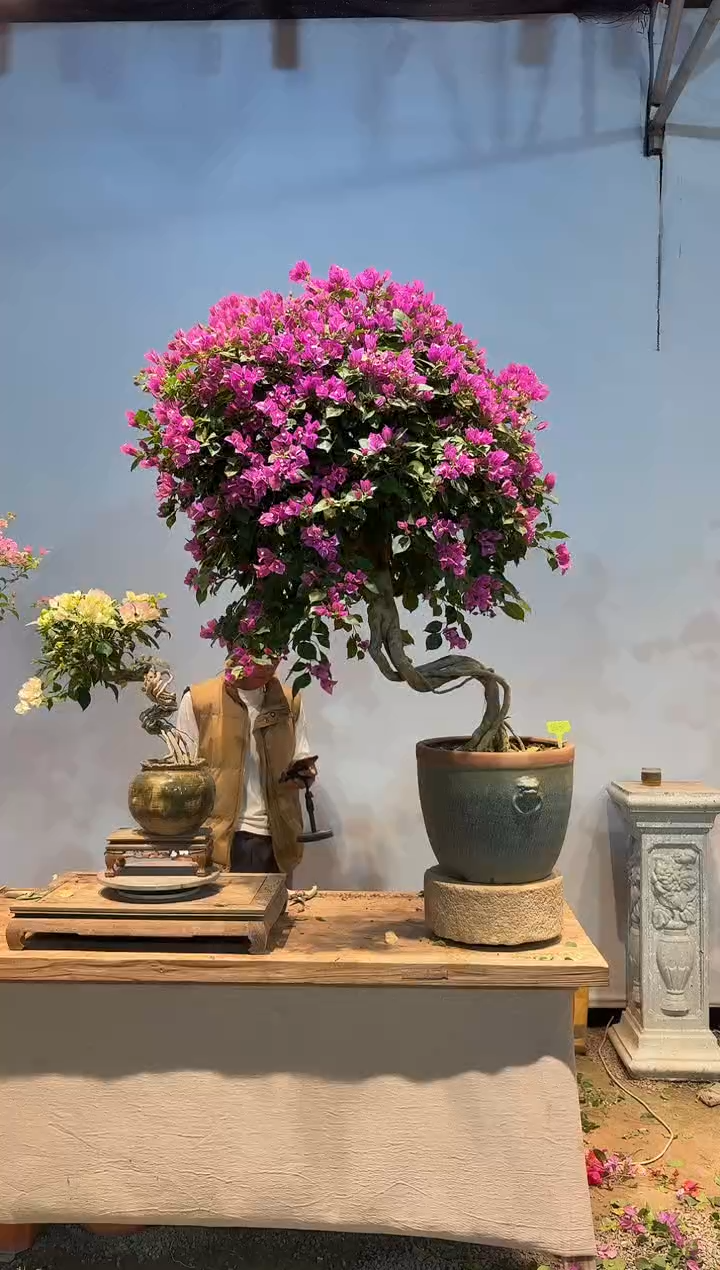 全部花朵你****！三角梅23