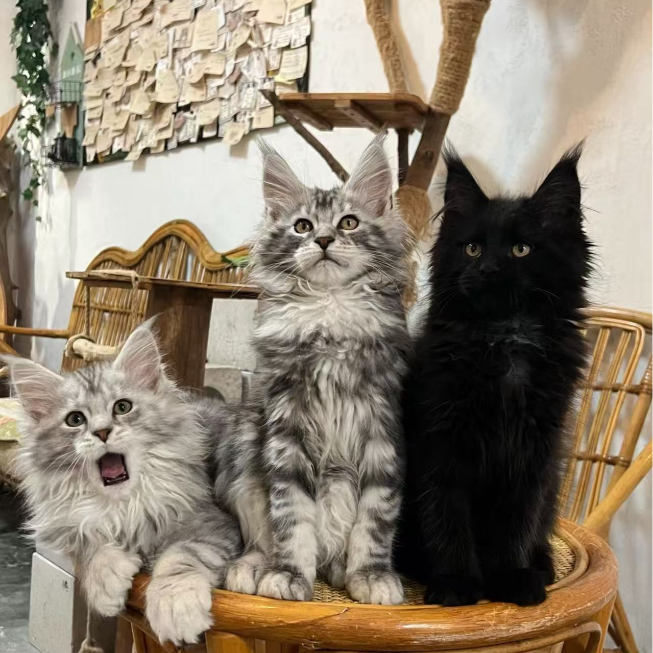 【北缅因猫专拍链接4，，】纯种血统级大型霸气棕虎斑银虎斑烟灰