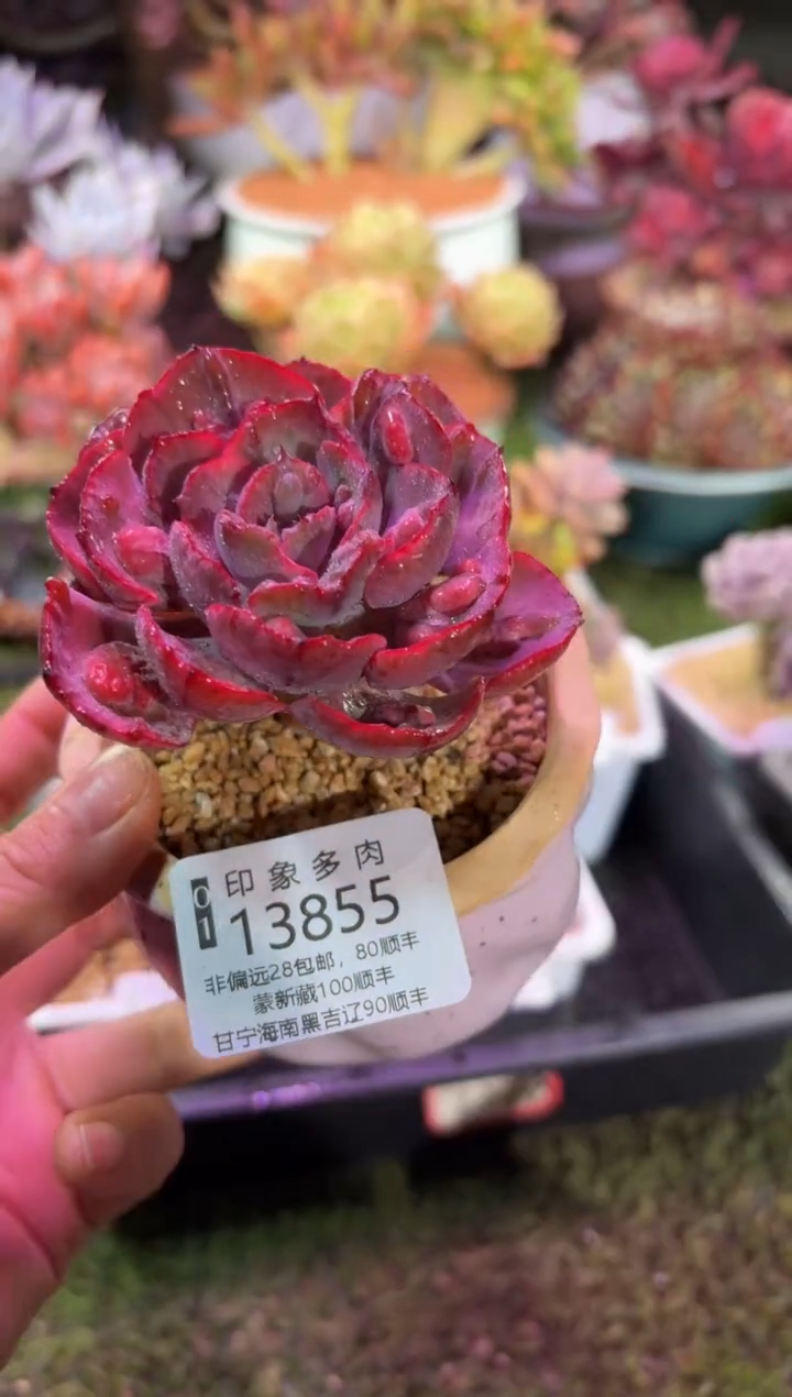 【闪购商品】13855