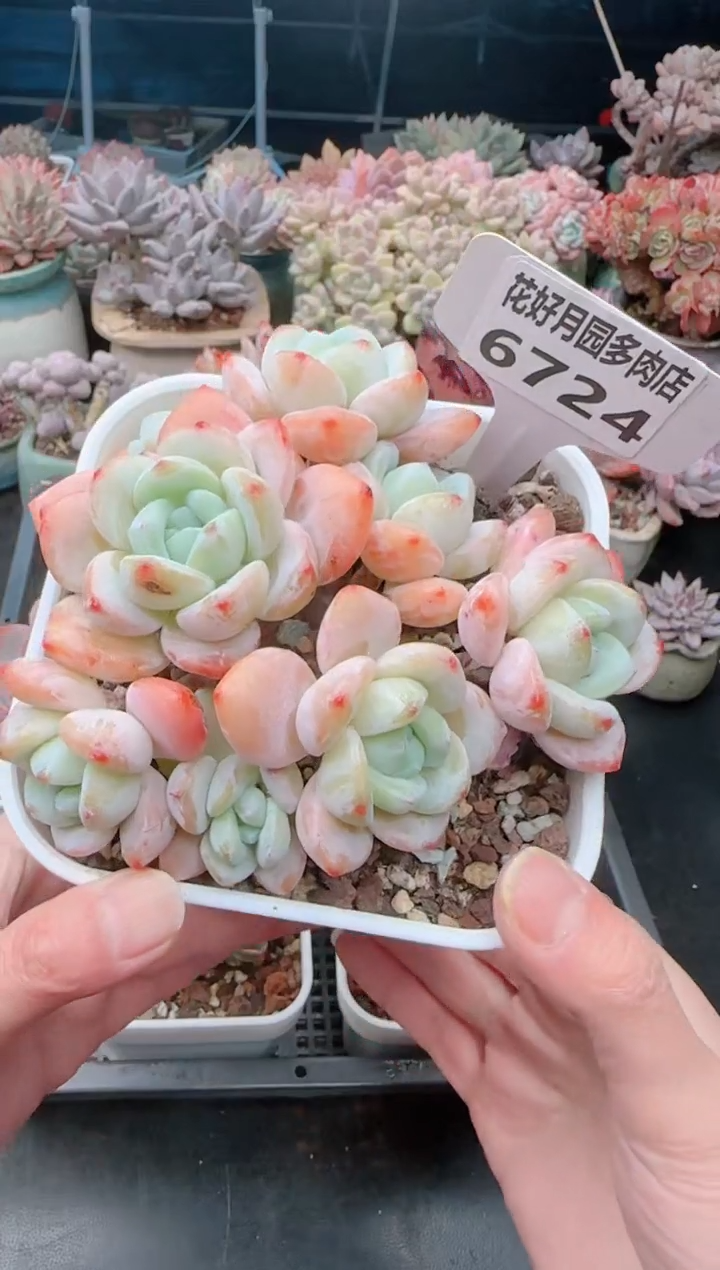 【闪购商品】6724.