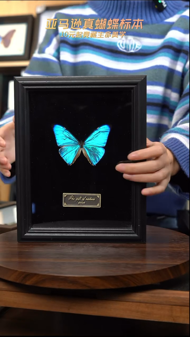西风蝴蝶标本摆件竞拍d511