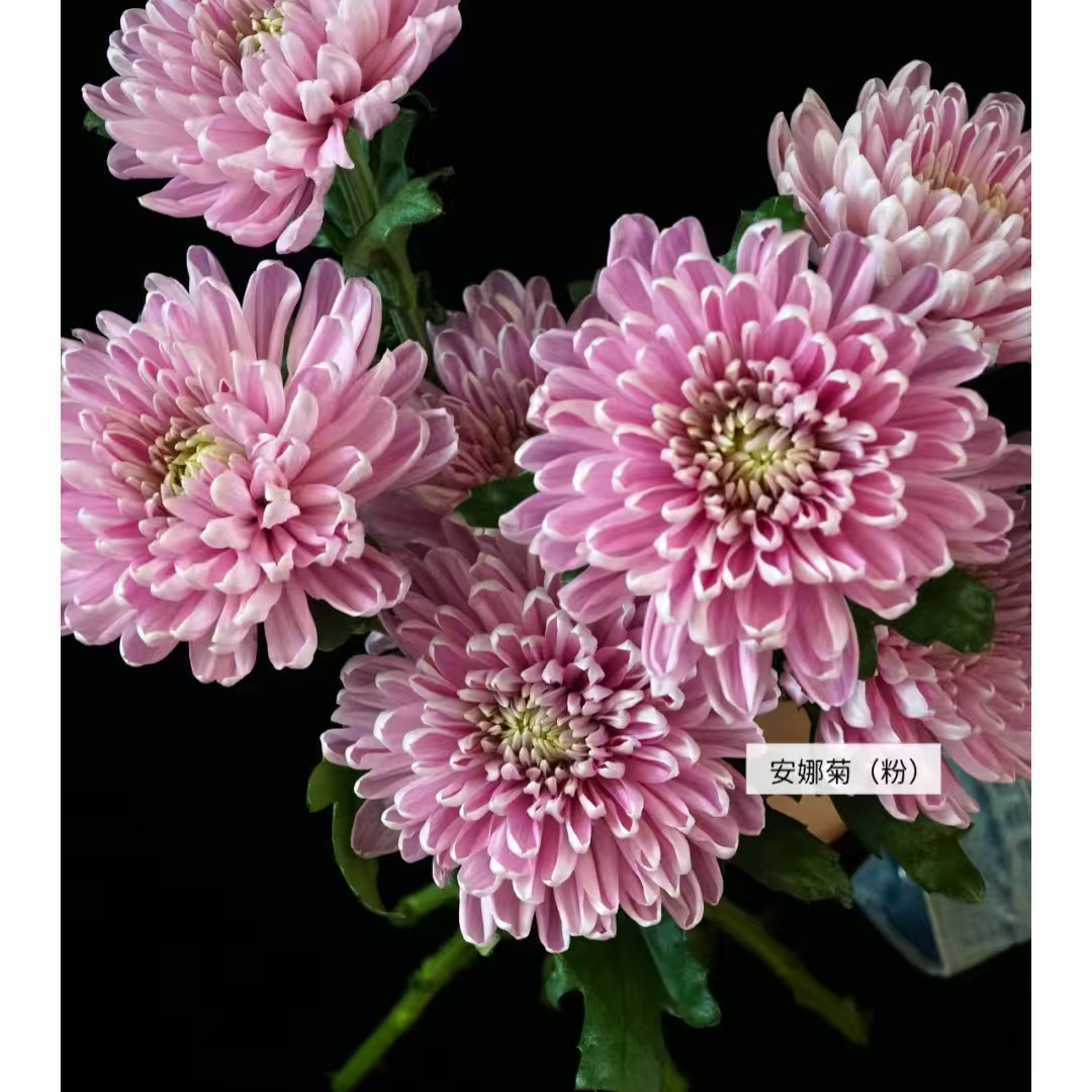 A级稀有罗斯安娜粉烟花菊 鲜花
