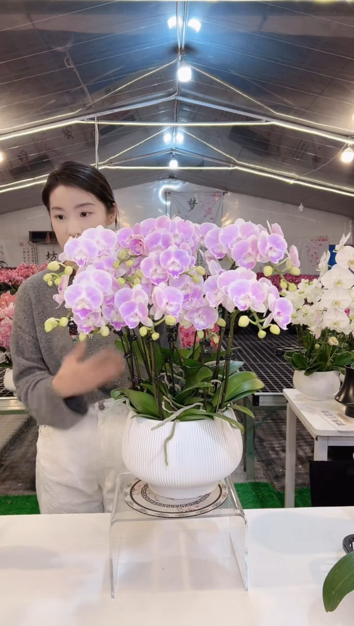 大部分开放少量花苞养乐多