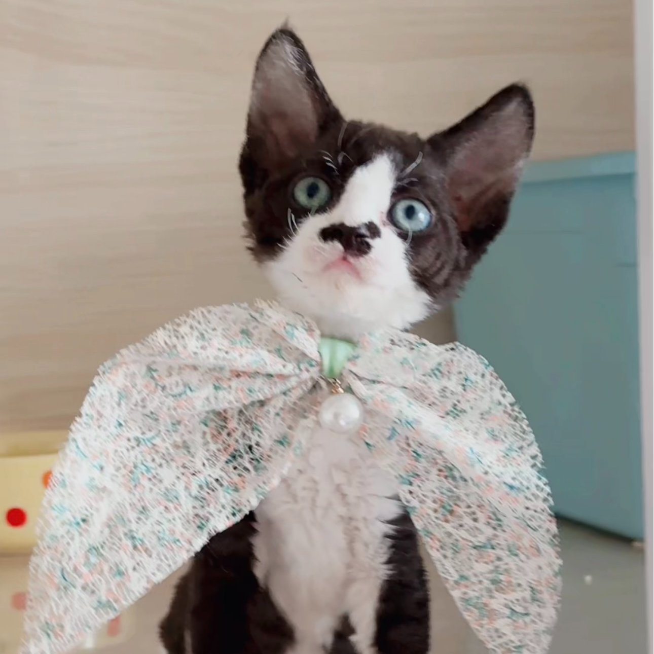 德文卷毛猫蓝虎斑加白开脸弟弟 枫叶大开脸 五粉 甜美可爱 长毛血