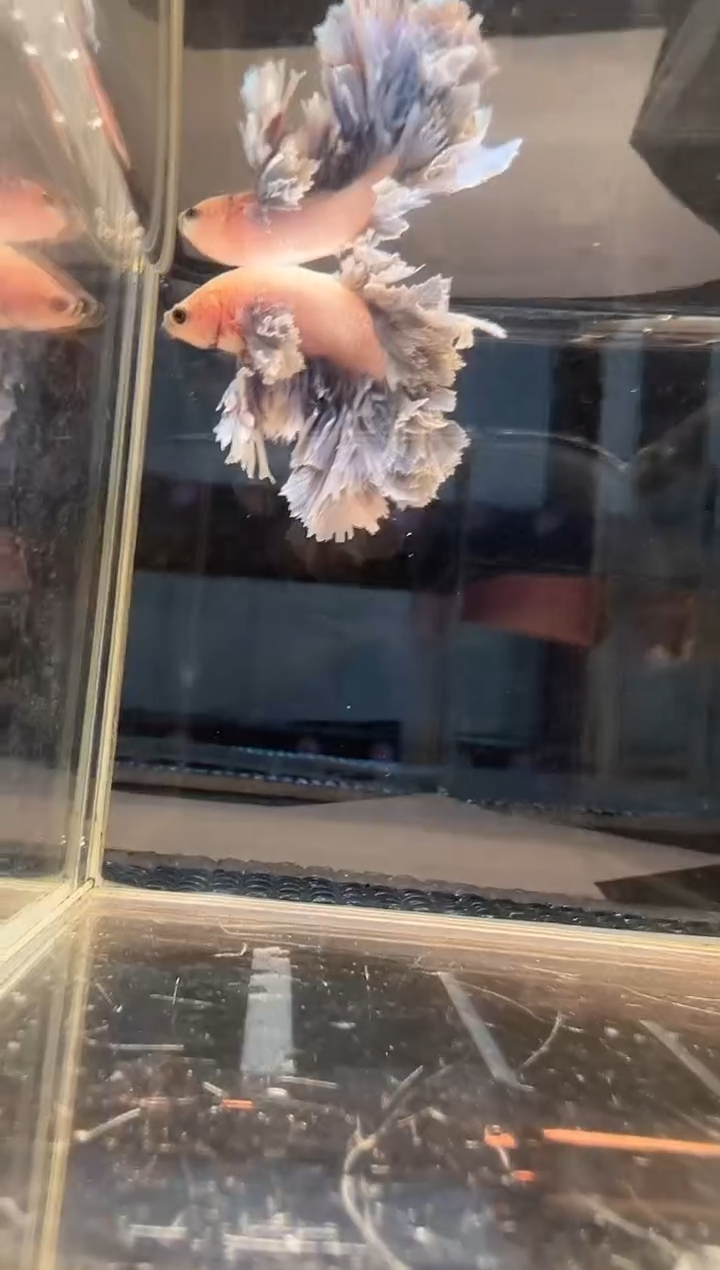 斗鱼斗鱼绣球大耳朵斗鱼