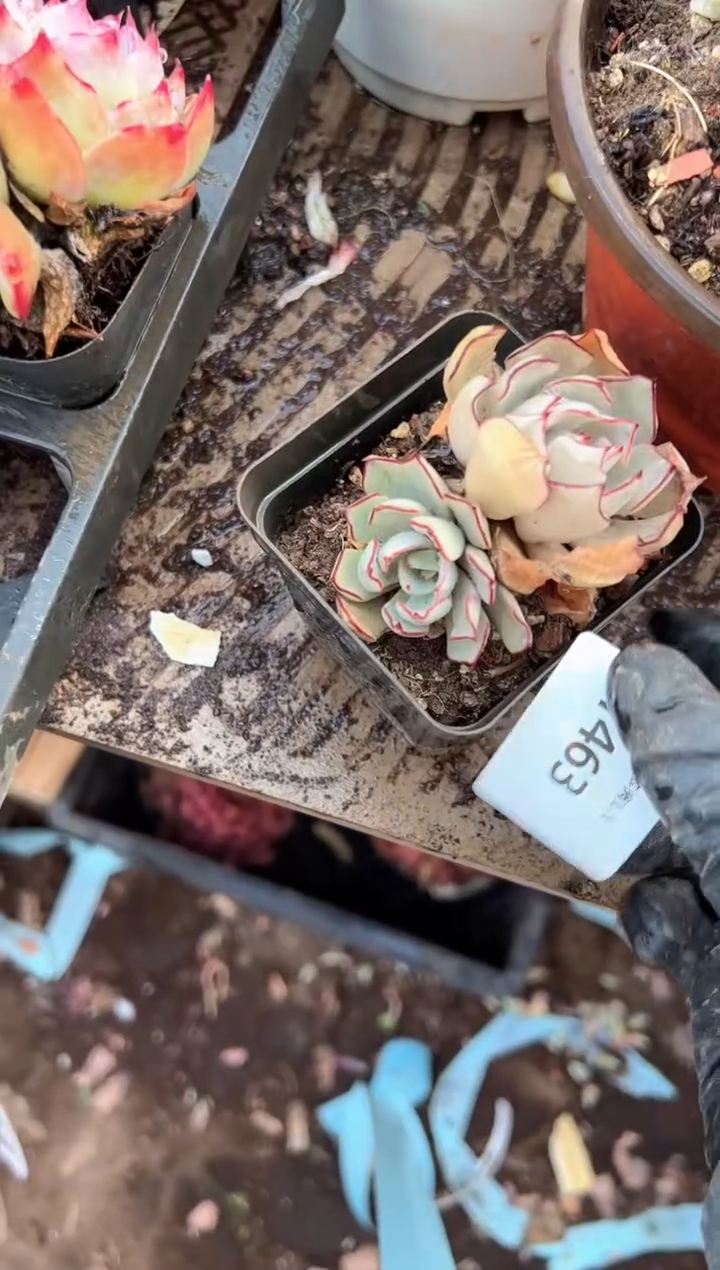 胡*多肉植物一物一拍01463