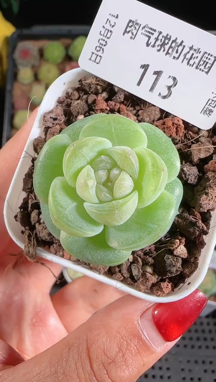 1206-113星月多肉群生不包整