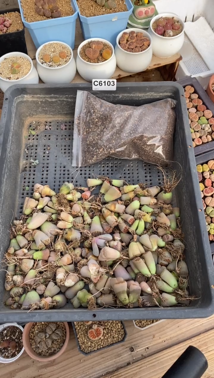 6103 不售后 直播一物一拍