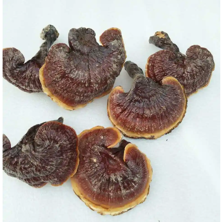 偏二哥山货高山红灵芝