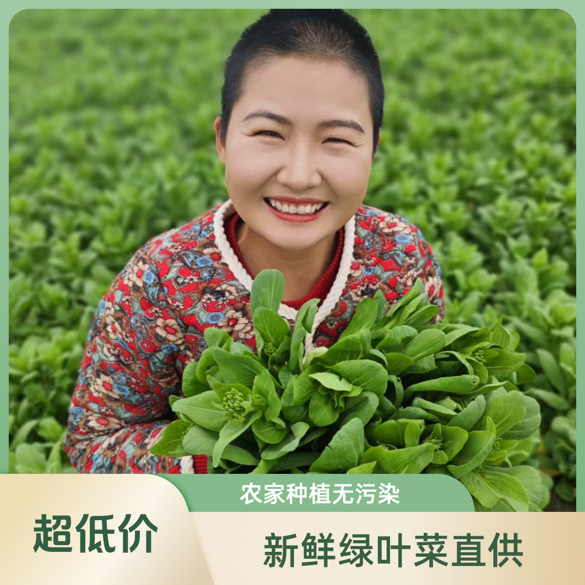 上海青菜苔现摘现发包邮到家次日达