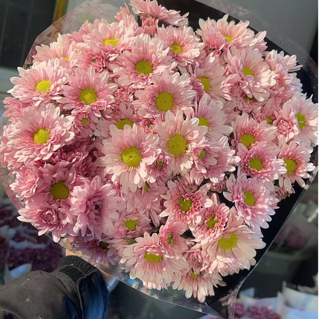 汉城(露芯  稀有色）小雏菊全店任意4单一个运费