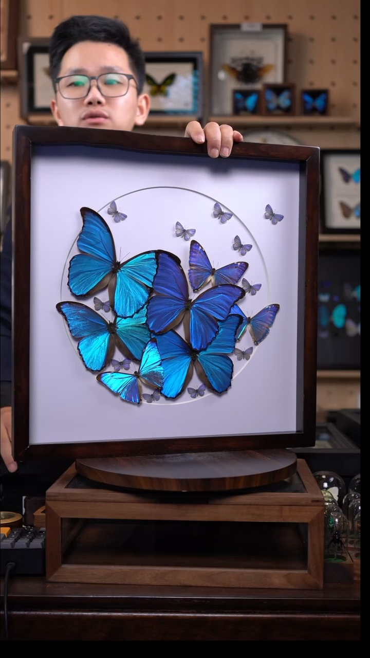 大蓝闪蝶+西风闪蝶+灰蝶组合