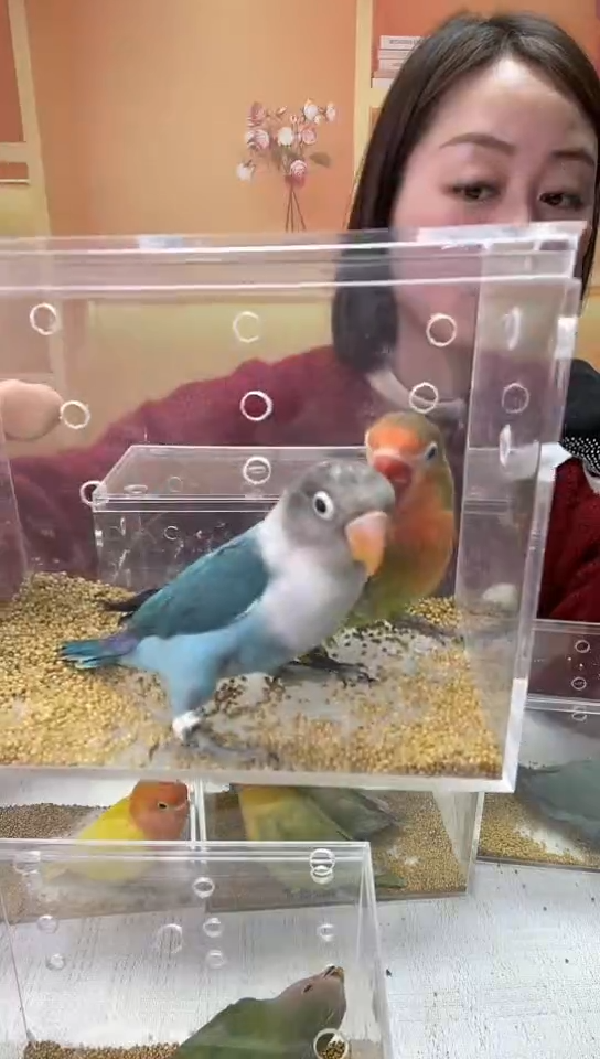桃脸牡丹鹦鹉普蓝 爱情鸟一对