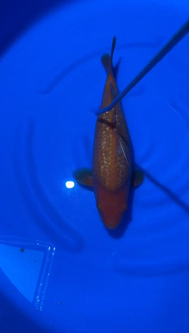 锦鲤桃太郎红介子